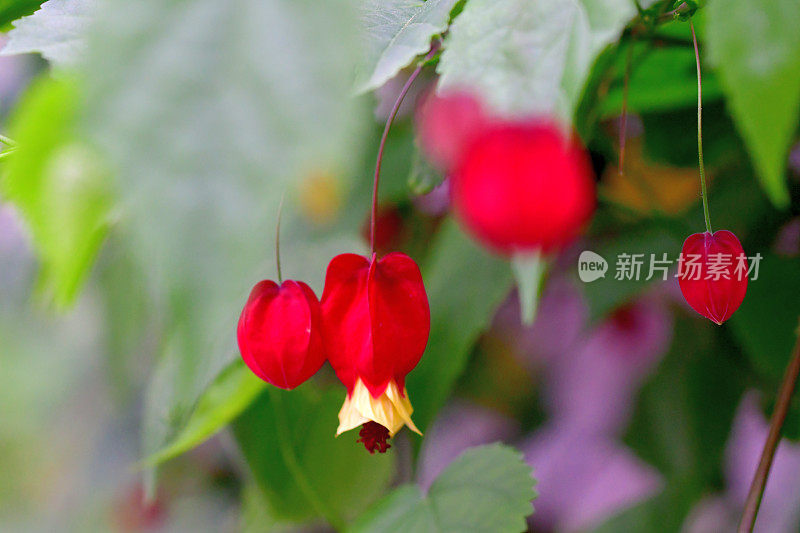 蒂罗尔灯/abutilon megapotamicum